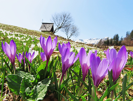 Spettacolo di fiori ai prati della Pigolotta di Valtorta-12apr24  - FOTOGALLERY